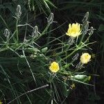 Scorzonera aristata 花