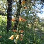 Scrophularia sambucifolia Fleur