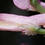 Fumaria gaillardotii Virág