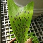 Platycerium ellisii Leaf