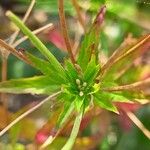 Epilobium lanceolatum Leaf