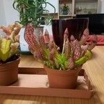 Sarracenia psittacina Yaprak