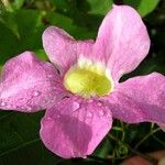Cydista aequinoctialis Цвят