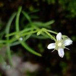 Moehringia muscosa Λουλούδι