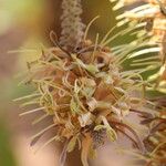 Faurea rochetiana Blüte