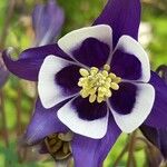 Aquilegia nigricans 花