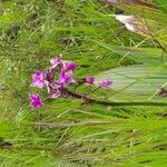 Spathoglottis plicataFlower