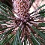 Pinus canariensis Цветок