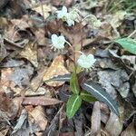 Chimaphila maculata Hoja