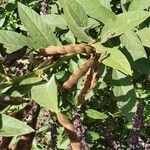 Cajanus cajan Fruit