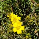 Potentilla gracilis Flower