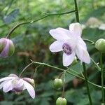 Anemonopsis macrophylla Flower