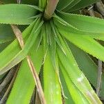 Puya spathacea 葉