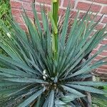 Yucca filamentosa List