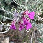 Teucrium marum 花