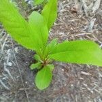 Solidago speciosa 葉