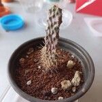 Cylindropuntia fulgida Folha
