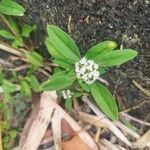 Mitracarpus hirtus Flower