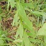 Euphorbia platyphyllos Folha