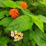 Lantana camaraफूल