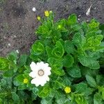 Mauranthemum paludosum Kvet