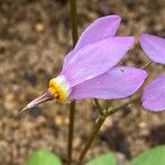 Dodecatheon meadia Kvet