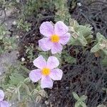 Cistus albidusКветка