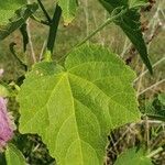 Kosteletzkya pentacarpos Likasa