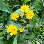 Crepis capillarisBlüte