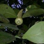 Clusia flava Інше