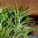 Salix viminalis Hábito