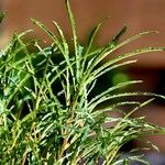 Salix viminalis Συνήθη χαρακτηριστικά