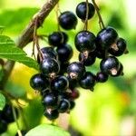 Ribes nigrum Плід