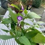 Strobilanthes attenuata Flower