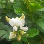 Crotalaria verrucosa Flower