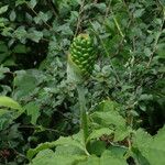 Arisaema tortuosum Агульны выгляд