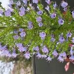 Echium strictum Квітка