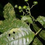Faramea multiflora Плод