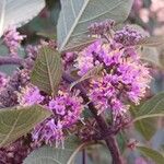 Callicarpa bodinieri 花