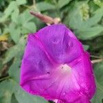 Ipomoea hederacea ফুল