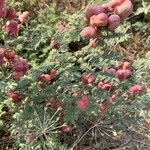 Prosopis farcta Fruchs