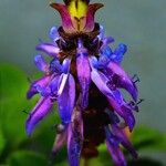 Plectranthus ornatus 花