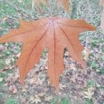 Liquidambar styraciflua Likasa