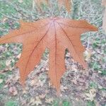 Liquidambar styraciflua Lapas