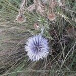 Echinops ritro Λουλούδι