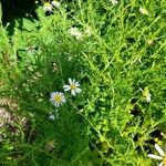 Anthemis cotula Blomma