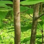 Fortunearia sinensis 樹皮