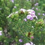 Acmadenia mundiana Other