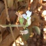 Cheirostylis montana Flower