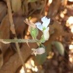 Cheirostylis montana Fiore